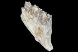 Oreodont (Merycoidodon) Jaw Section - South Dakota #128111-1